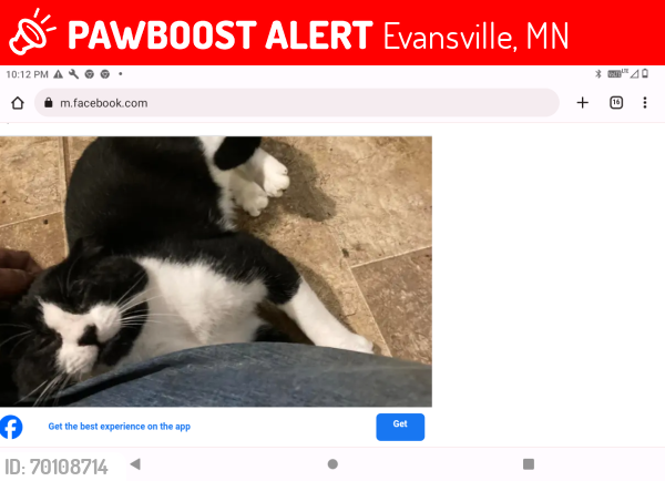 Lost Male Cat last seen County road 1, Evansville, MN 56326