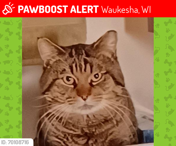Lost Male Cat last seen Harris Highland Dr/ W. St Paul Ave, Waukesha, WI 53188