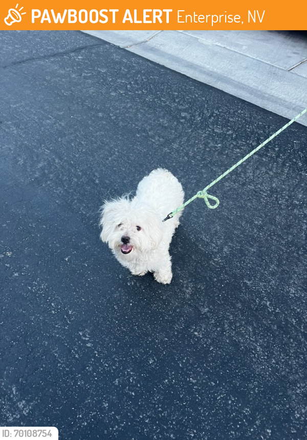 Enterprise, NV Stray Dog Found Near Arlington Ranch off Blue Diamond