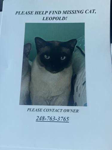 Lost Male Cat last seen 11 mile and Southfield , Lathrup Village, MI 48076