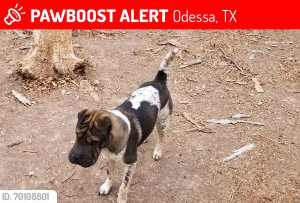 Lost Male Dog last seen West University , Odessa, TX 79763