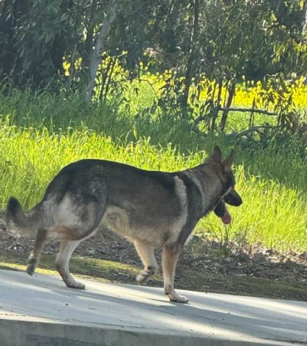 Lost Male Dog last seen 18th street, Merced, CA 95348