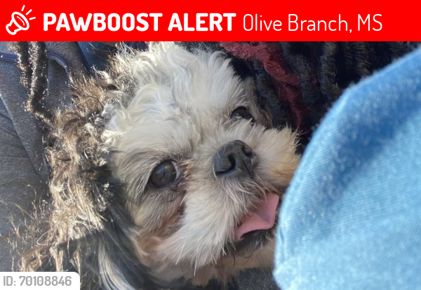 Lost Male Dog last seen Olive branch across from plantation, Olive Branch, MS 38654