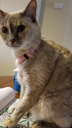 Lost Female Cat last seen Riverwatch and Connor Rd., Evans, GA 30809