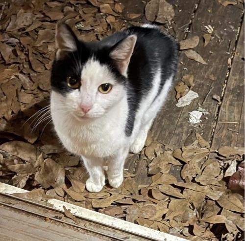 Lost Female Cat last seen Mitc Bridge, Athens GA   , Athens, GA 30606