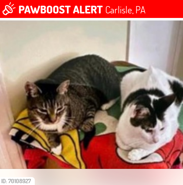 Lost Female Cat last seen Near Ash Ave PA (ph Tika), Carlisle, PA 17013