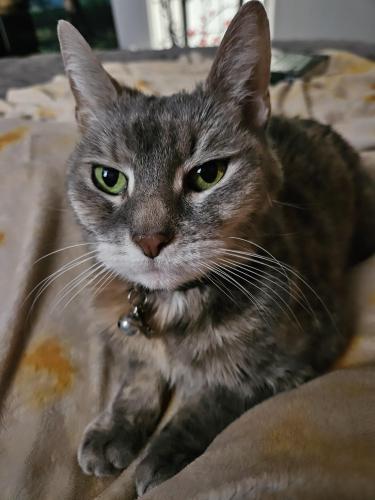 Lost Female Cat last seen Scott Road , Waterbury, CT 06705