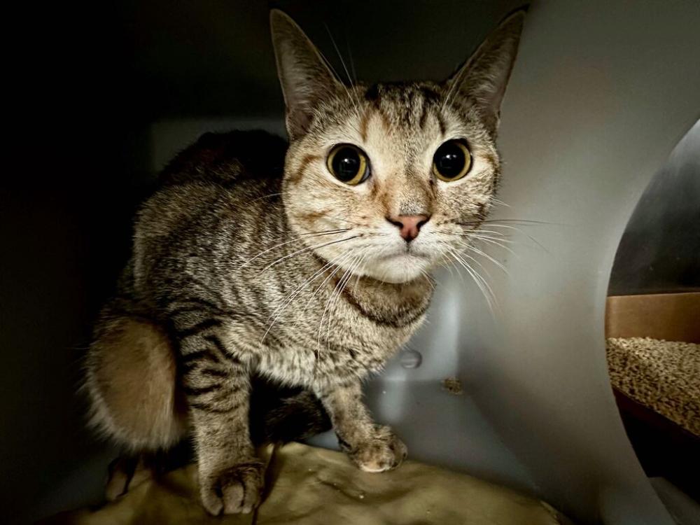Shelter Stray Female Cat last seen Apt 1B,275 E Gunhill Road, BRONX, NY, 10467, New York, NY 10029