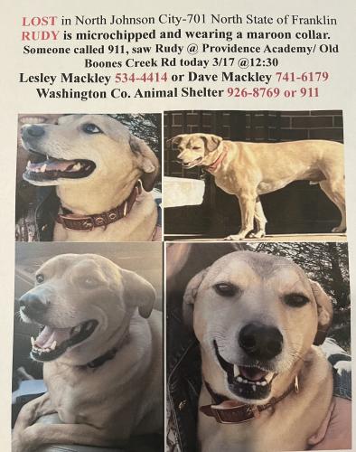 Lost Male Dog last seen Johnson City, Tennessee, Johnson City, TN 37604