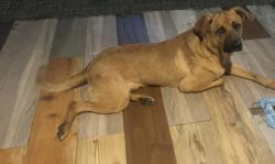 Reunited Male Dog last seen Cleveland hwy / Dawnvile/ bowling alley, Dalton, GA 30721