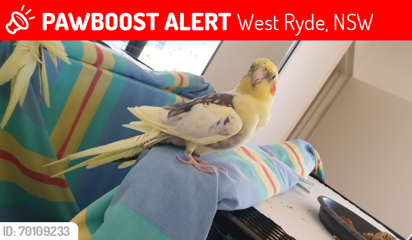 Lost Male Bird last seen West Ryde Coles Supermarket, West Ryde, NSW 2114