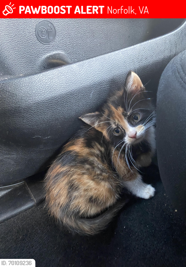 Lost Female Cat last seen City park, Norfolk, VA 23504