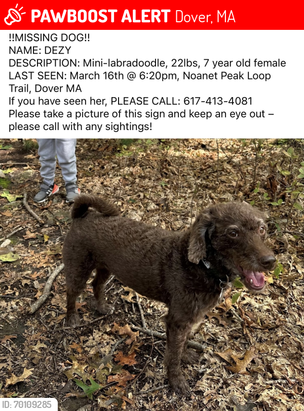 Lost Female Dog last seen Noanet Woodlands, Dover, MA, Dover, MA 02030