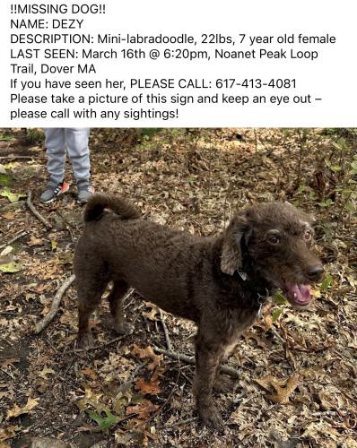 Lost Female Dog last seen Noanet Woodlands, Dover, MA, Dover, MA 02030