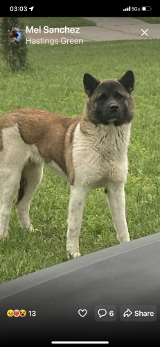 Lost Unknown Dog last seen Fallbrook Hastings green, Harris County, TX 77065