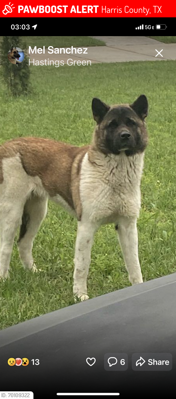 Lost Unknown Dog last seen Fallbrook Hastings green, Harris County, TX 77065