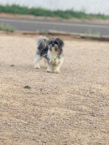 Lost Male Dog last seen Lotteman Dr , Odessa, TX 79764