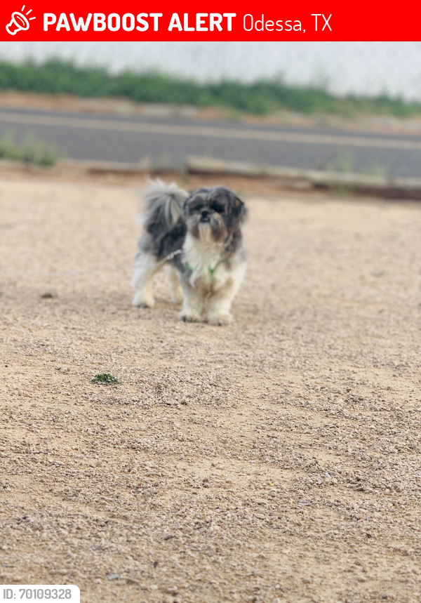 Lost Male Dog last seen Lotteman Dr , Odessa, TX 79764