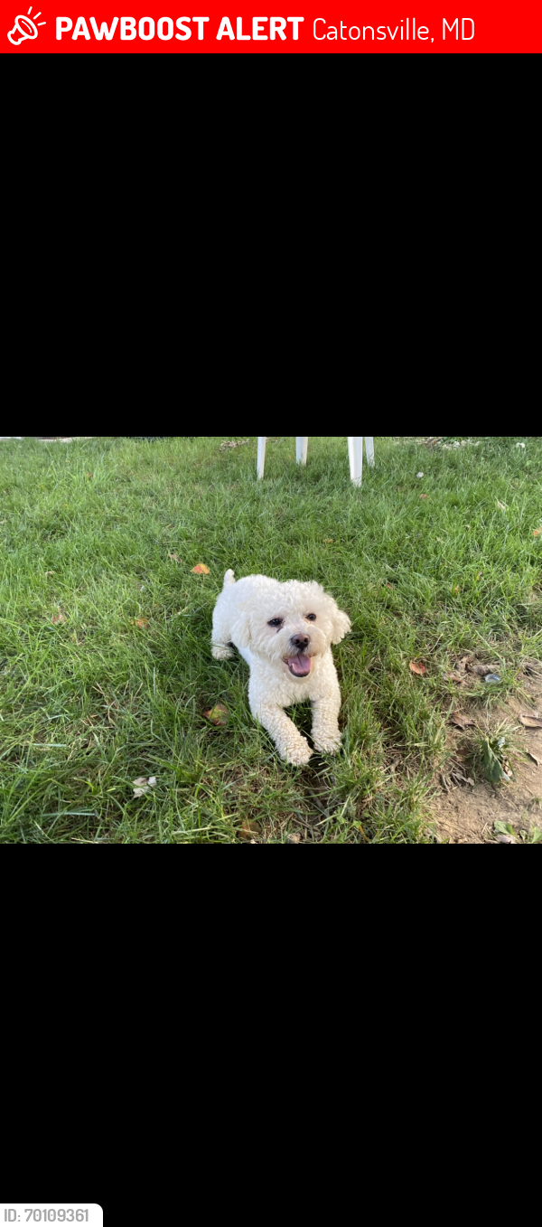Lost Male Dog last seen Ingleside ave , Catonsville, MD 21228