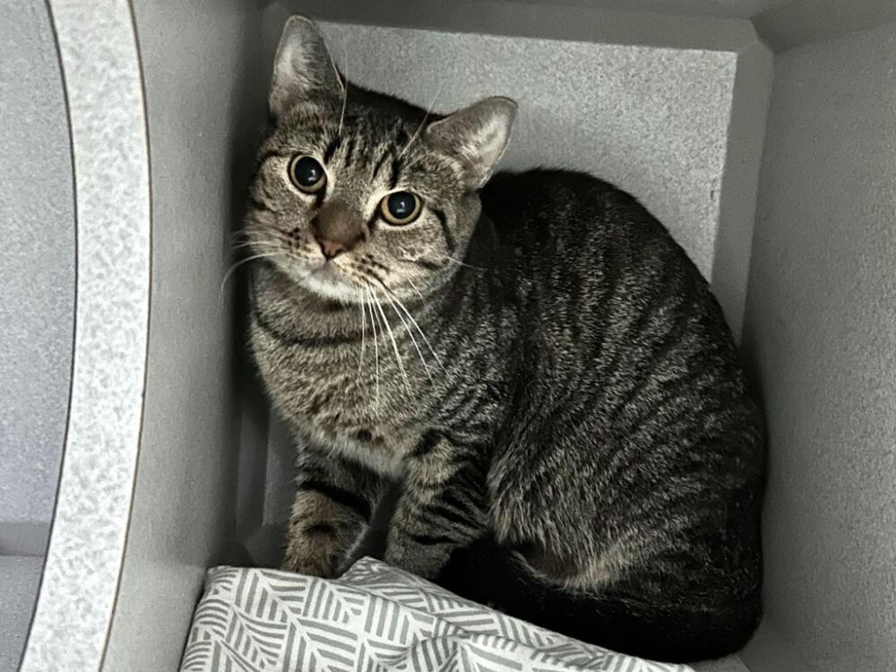 Shelter Stray Female Cat last seen Apt 1B,275 E Gunhill Road, BRONX, NY, 10467, New York, NY 10029