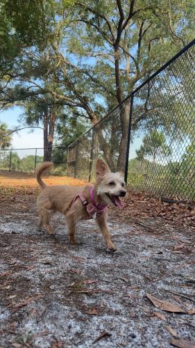 Lost Female Dog last seen Fay Blvd and Miraflores Ave , Cocoa, FL 32927