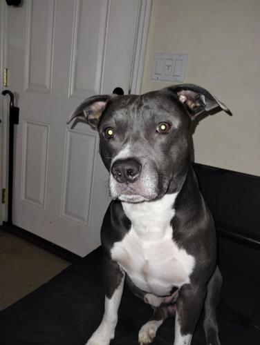 Lost Male Dog last seen Moreland heights elementary School and Martin Mill road , Knoxville, TN 37920