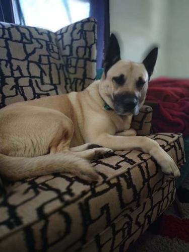 Lost Male Dog last seen East Chalmers Avenue, Youngstown, OH 44507