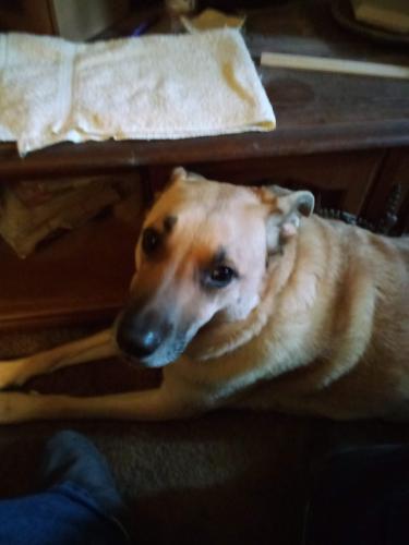 Lost Female Dog last seen 5th St and Golden Rd, Tyler, TX 75702