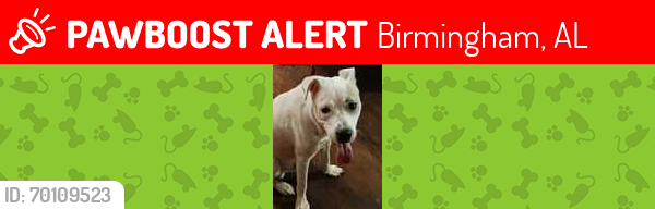 Lost Male Dog last seen Ruffin Ave, Birmingham, AL 35222