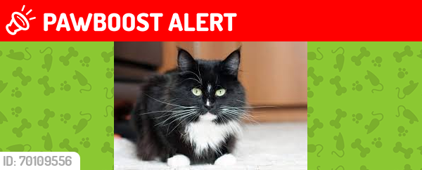 Lost Male Cat last seen All saints way, West Midlands, England B71