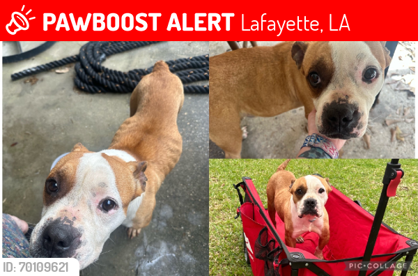 Lost Male Dog last seen Verot and Camellia, Lafayette, LA 70508
