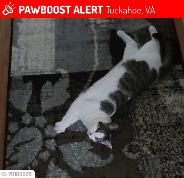Lost Female Cat last seen Nesslewood dr. Henrico,VA, Tuckahoe, VA 23229