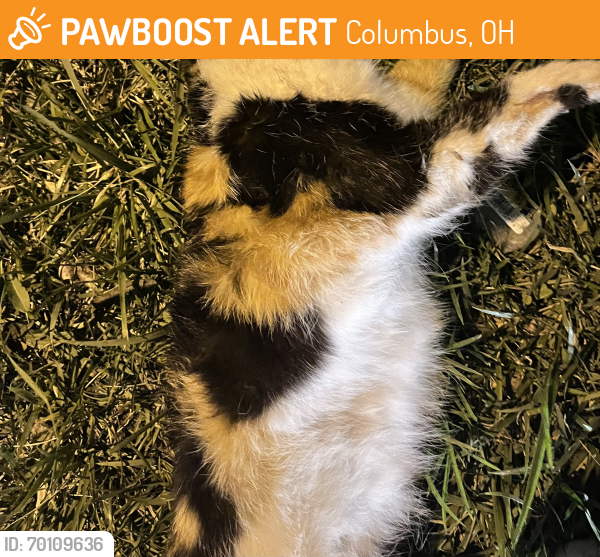 Found/Stray Unknown Cat last seen Near E Starr Ave Columbus Ohio , Columbus, OH 43201