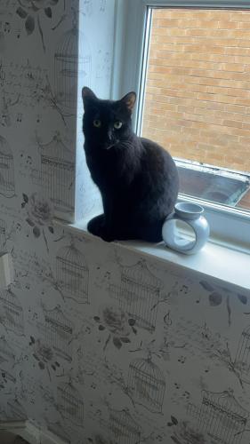 Lost Female Cat last seen Bully field queens bowers road , Daybrook, England NG5