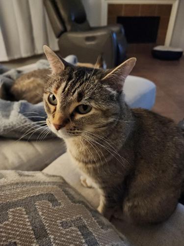 Lost Female Cat last seen Lakes at Northpoint, Cypress, TX 77429
