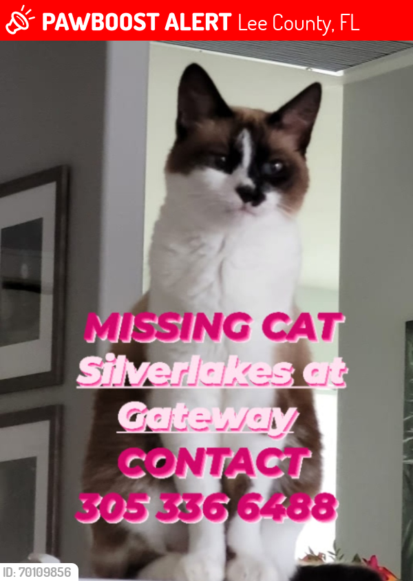 Lost Female Cat last seen Griffin and Lakeland Circle , Lee County, FL 33908