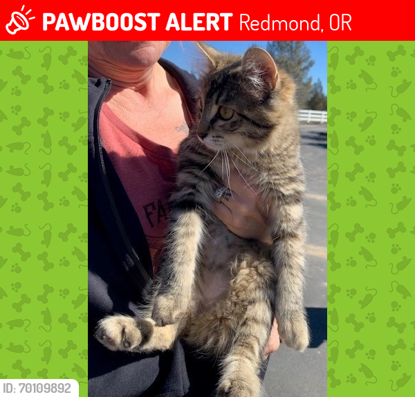 Lost Female Cat last seen Equestrian Meadows / Juniper Ridge Rd., Redmond, OR 97756