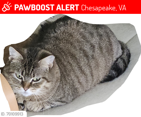 Lost Female Cat last seen Annie Circle and Staley Crest Way, Chesapeake, VA 23323