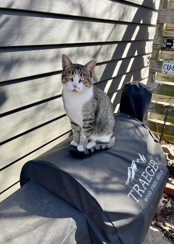 Lost Male Cat last seen NW Broadmoor and Grove Avenues , Topeka, KS 66606
