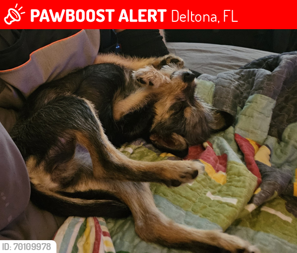 Lost Female Dog last seen Millenbeck and 4th, Deltona, FL 32725
