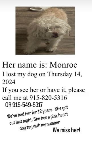 Lost Female Dog last seen Dana Grey and Edgemere , El Paso County, TX 79938