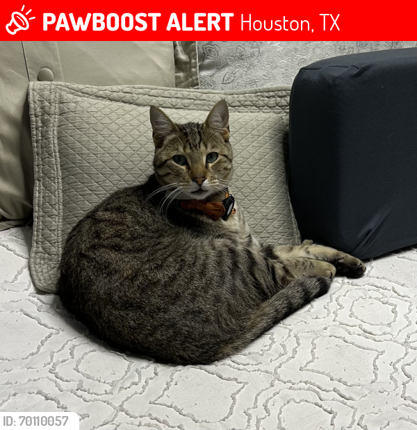 Lost Male Cat last seen Montrose and Bissonnet, Houston, TX 77006