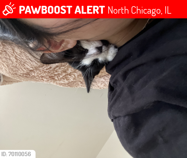 Lost Female Cat last seen Honoré 23rd st, North Chicago, IL 60064