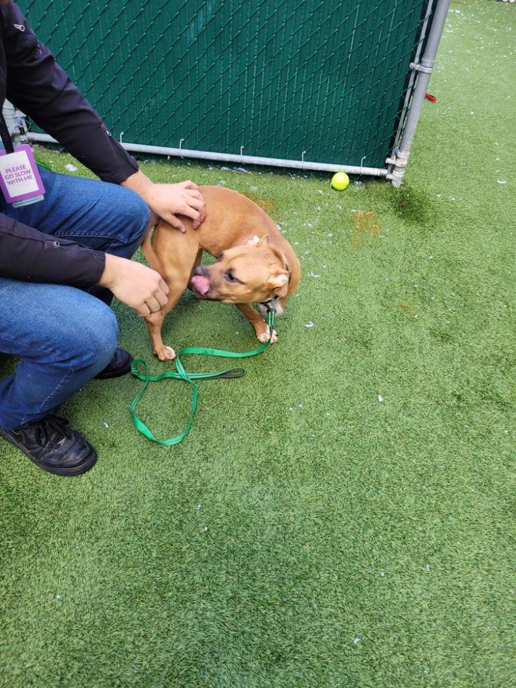 Shelter Stray Female Dog last seen Apt 20M,2698 8th Avenue, NEW YORK, NY, 10030, New York, NY 10029