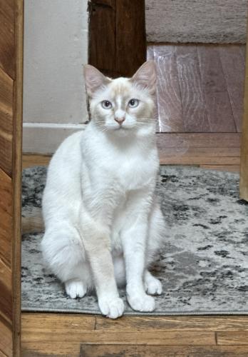 Lost Male Cat last seen Pacific trail on archibald and baseline , Rancho Cucamonga, CA 91730