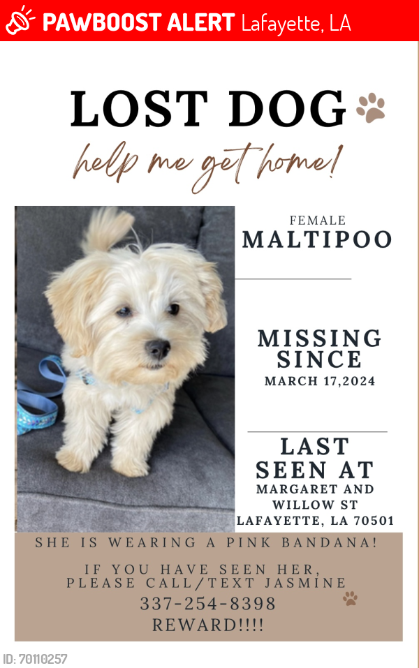 Lost Female Dog last seen Willow and Margaret street , Lafayette, LA 70501