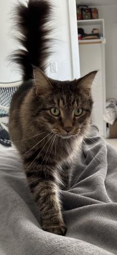 Lost Male Cat last seen Barton Hills Drive and Homedale, Austin, TX 78704