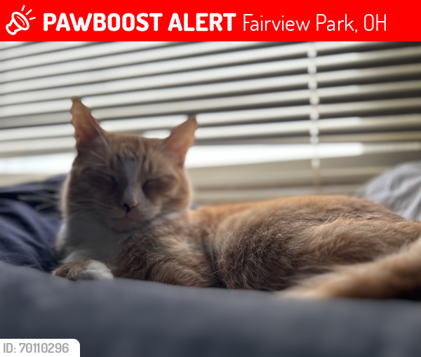 Lost Male Cat last seen Alexander Road, Fairview Park, OH 44126