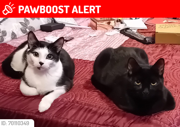 Lost Male Cat last seen Dovecotes (black and white cat, is chipped), Wolverhampton, England WV8 1TX
