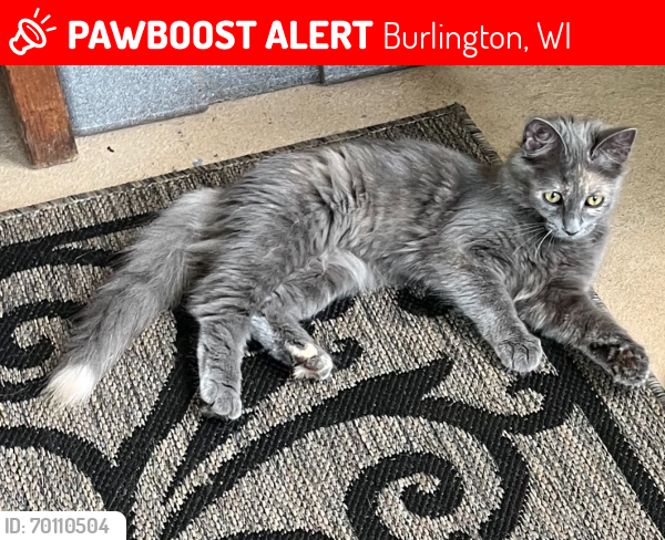 Lost Female Cat last seen Lewis and Amanda Streets in Burlington wi, Burlington, WI 53105